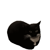 maxwell the cat